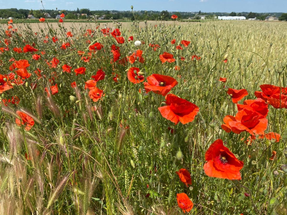 L'écrin de Verdure Ligré Esterno foto