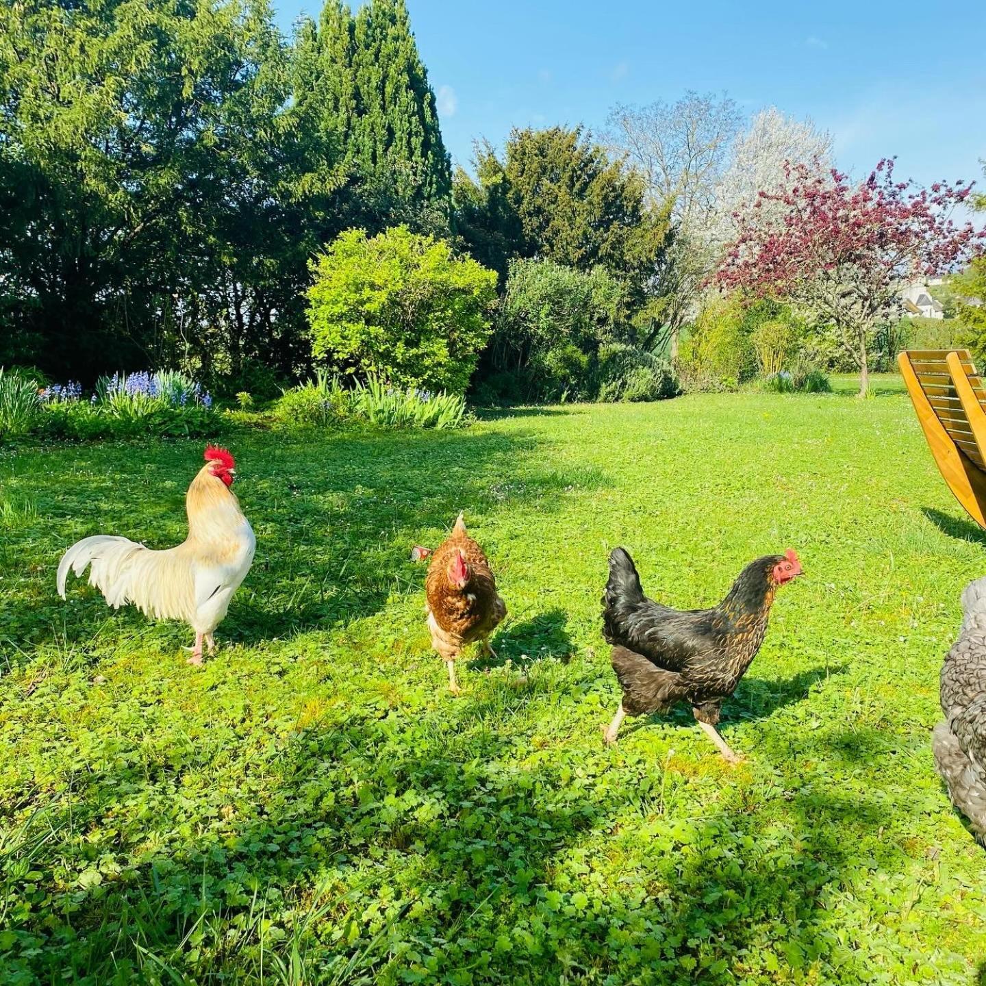 L'écrin de Verdure Ligré Esterno foto