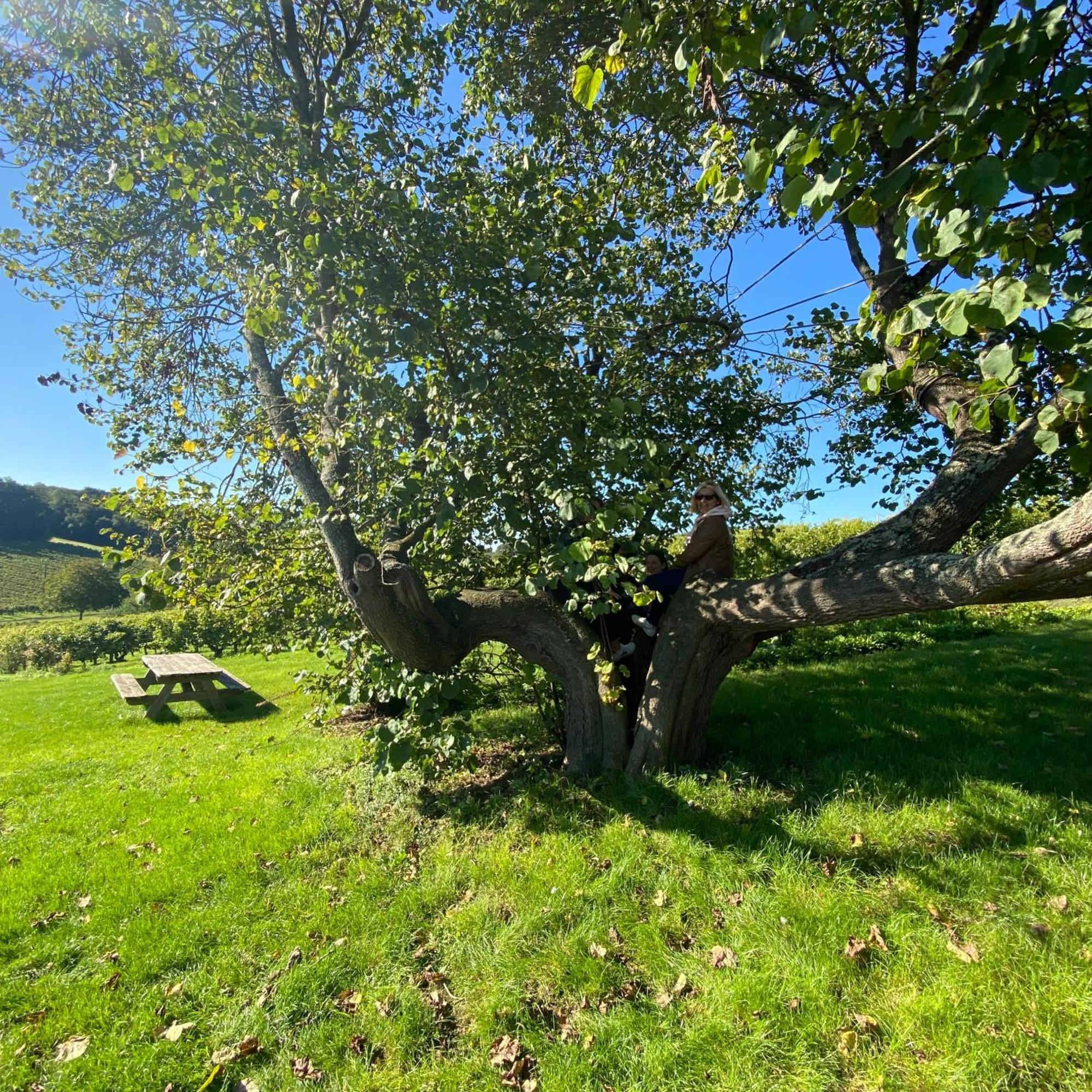L'écrin de Verdure Ligré Esterno foto